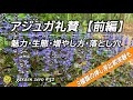 神グランドカバーアジュガの魅力・生態・落とし穴【前編】