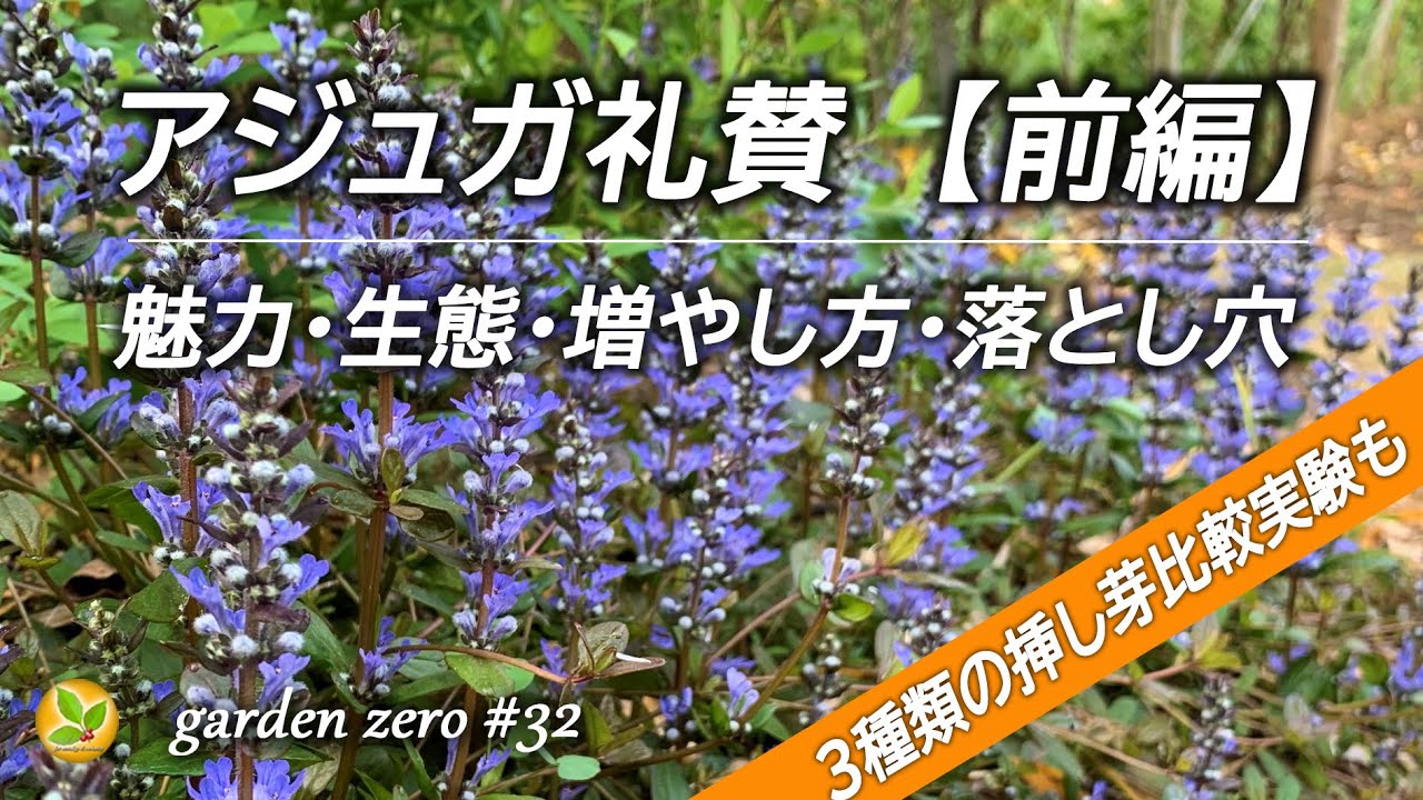 神グランドカバーアジュガの魅力・生態・落とし穴【前編】