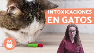 Guía Completa sobre Envenenamiento en Gatos - Síntomas y Qué hacer