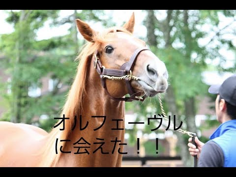 オルフェーヴル 社台スタリオンステーションに行こう Youtube