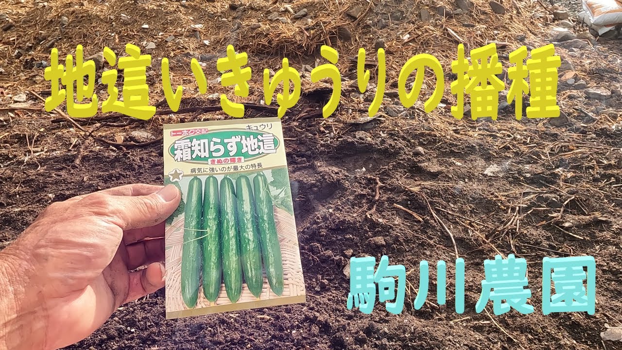 Sowing Ground-Trailing Cucumbers - Komagawa Farm - 8/20/24 - YouTube