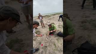 alligator bones Resimi