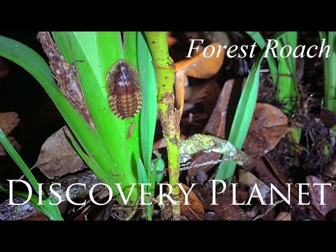 Rhabdoblatta sp in Sinharaja Forest Reserve