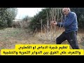 تقليم شجرة الاجاص او الكمثرى والتعرف على الفرق بين الدوابر الثمرية والخشبية 