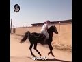 الطرب الحلبي لاصيل موال ما ضل وفا mp3