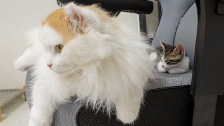 The Big Cat Protects the Rescued Kitten Sleeping Next To Him │ Episode.20