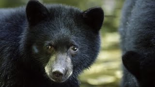 Mother Bear Teaches Cubs to Fish | BBC Earth Resimi