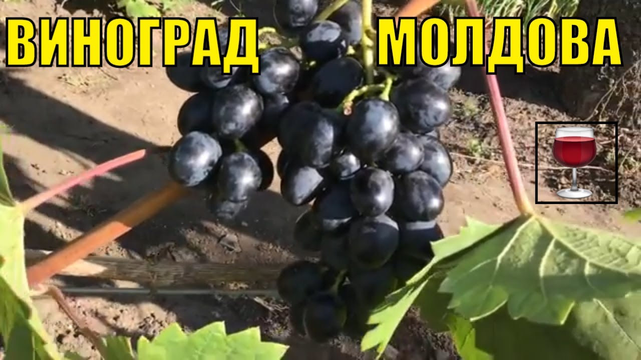 Виноград Молдова Фото