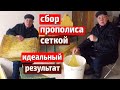 Сбор прополиса зимой Как собрать много прополиса Прополис