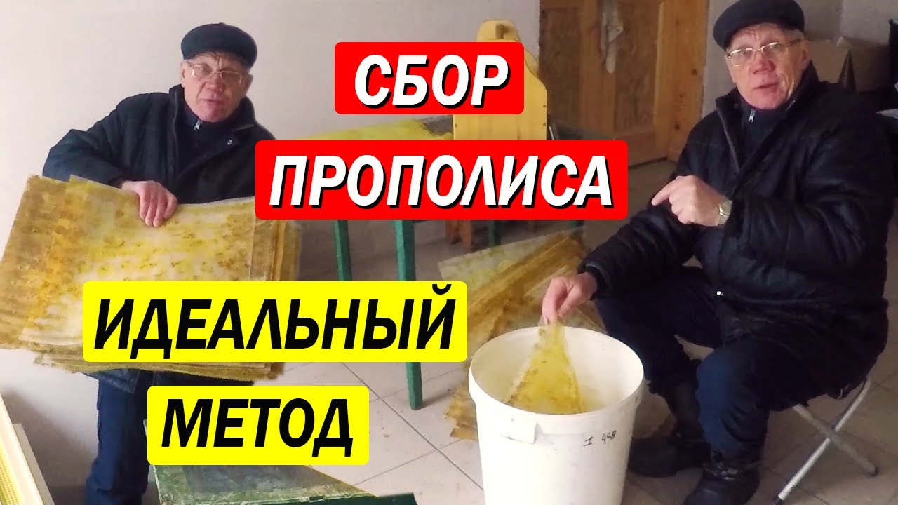 Сбор прополиса. Простой метод сбора прополиса, который вас УДИВИТ!
