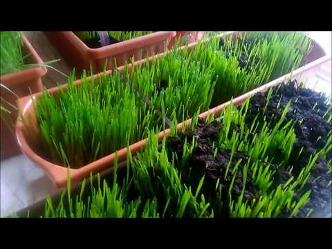 Video: Plíživá Pšeničná Tráva