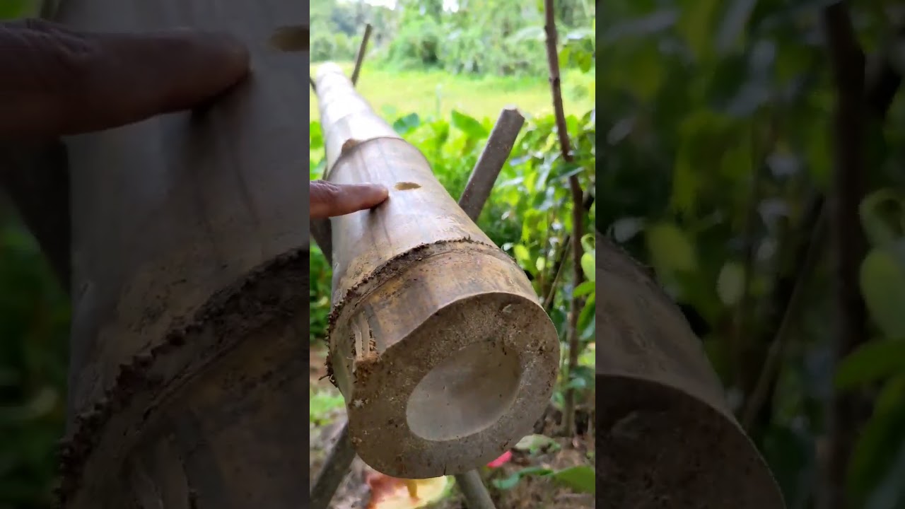 Bamboo Cannon🔥 රතිඤ්ඤා ගන්න සල්ලි නැති නිසා හදමු උණ වෙඩිල්ලක්