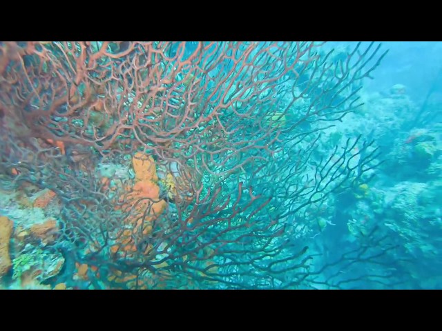 Black Coral --  St Kitts Marine Life Series. (Subtitled) class=