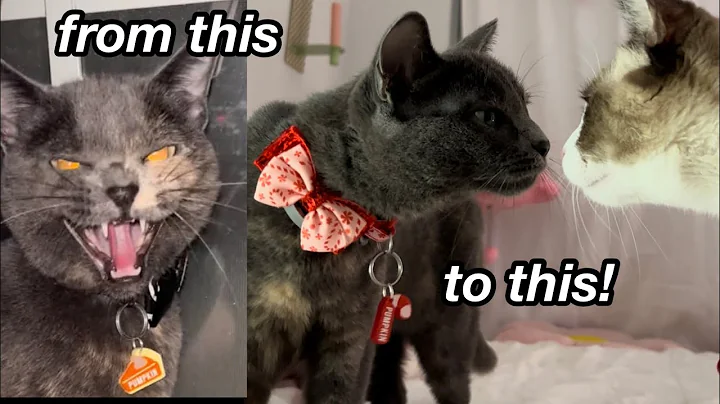 introducing a kitten to my adult cats