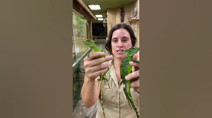 Lizards that run on water!🦎😱