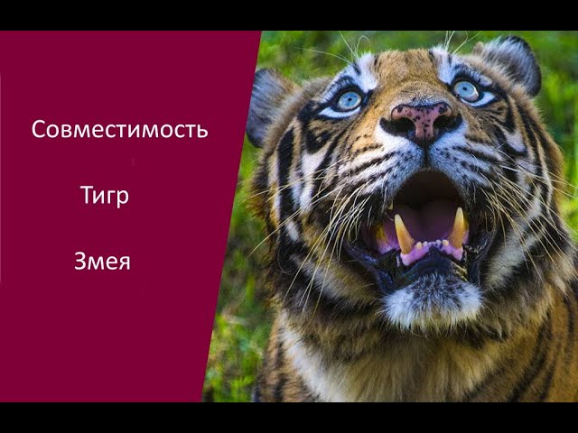 Рак тигр совместимость. Рак тигр совместимость