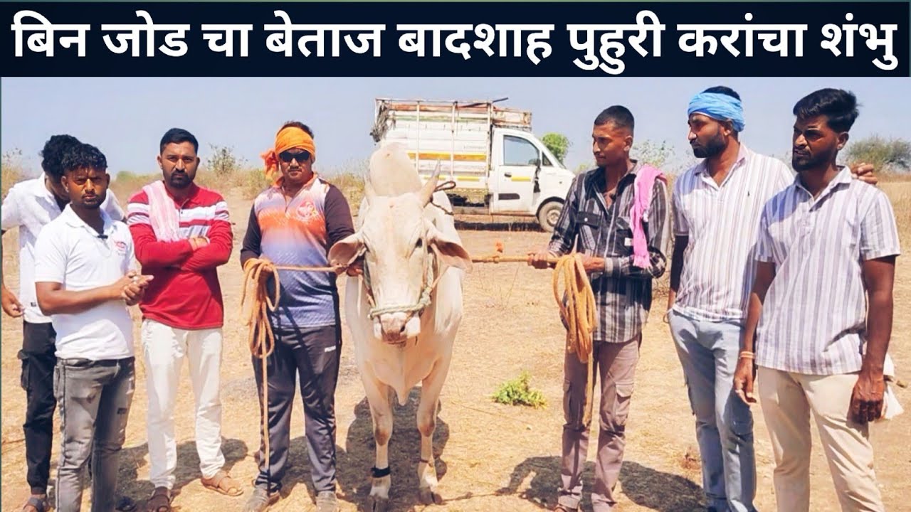 घरच तयार करायच मग मैदानात ऐयाच।घरचे तीन घडवले//shambu t saglaynvha jiv aahe #bailgadapremi 