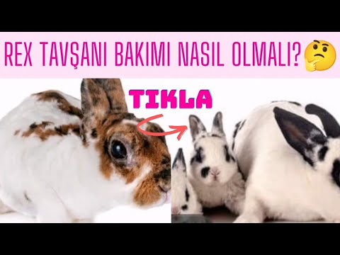 Video: Gümüş Sansar Tavşanı