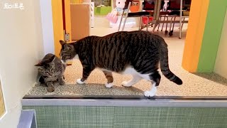 A big cat doesn't want to admit that she already loves her sister