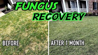 In one month my ugly lawn has recovered from a huge fungus infestation
and i am continuing to work on lowering soil ph. here talk about what
have been...