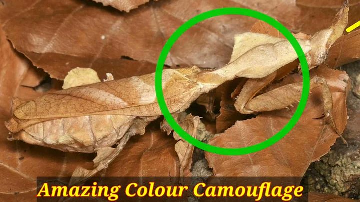 Nature's Riddles Await: Dive into the Hidden Animal Challenge"