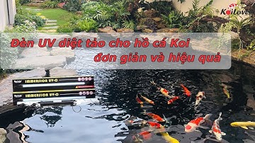 Đèn UV Matala diệt tảo cho hồ cá Koi đơn giản và hiệu quả