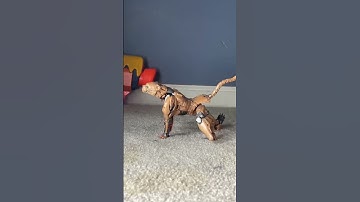 Transformers Stop Motion #Short Studio Series Rise of the Beasts Cheetor