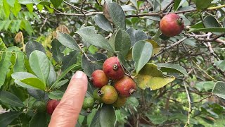 Strawberry guava thriving right now