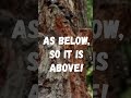 Hitting Tree with Travel Trailer (Petaluma, CA) | Misadventures of the Ramblin RiverCat