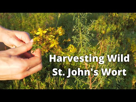 Video: Growing St. John's Wort Tshuaj ntsuab - St. John's wort Cog Siv Thiab Cultivation