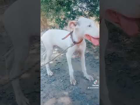 کتے چیک کریں کیسے ہیں ویڈیو کو لائک کریں شیئر کریں سبسکرائب کر دیں پلیز