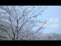 【TRUE】「ReCoda」Music Video(TVアニメ『響け!ユーフォニアム3』OP主題歌)