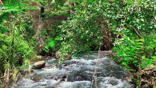 Tropical forest river sounds, Forest river nature sounds mountain stream, River sounds for sleeping