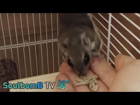 하늘다람쥐 복순복돌 - 복순복돌이 손밥하자!!