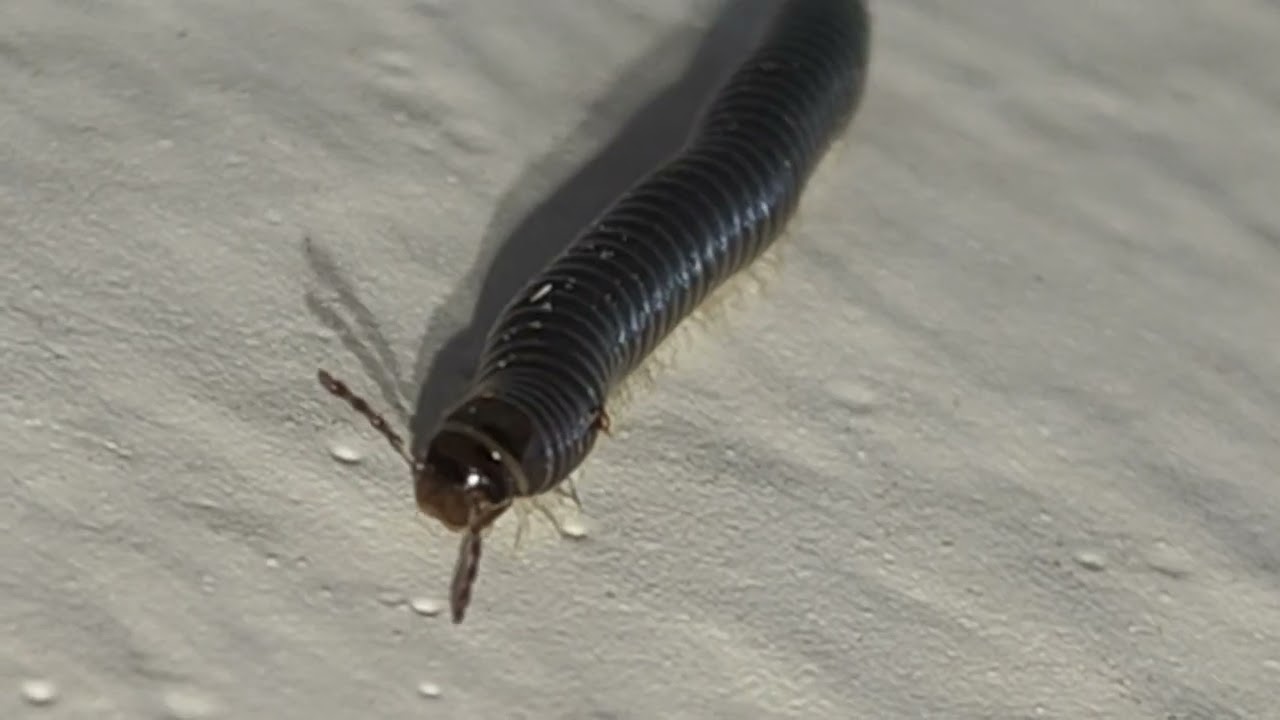 16 White-legged snake millipede, (Cylindroiulus caeruleocinctus), ,iule des jardins, ألفية الأرجل 