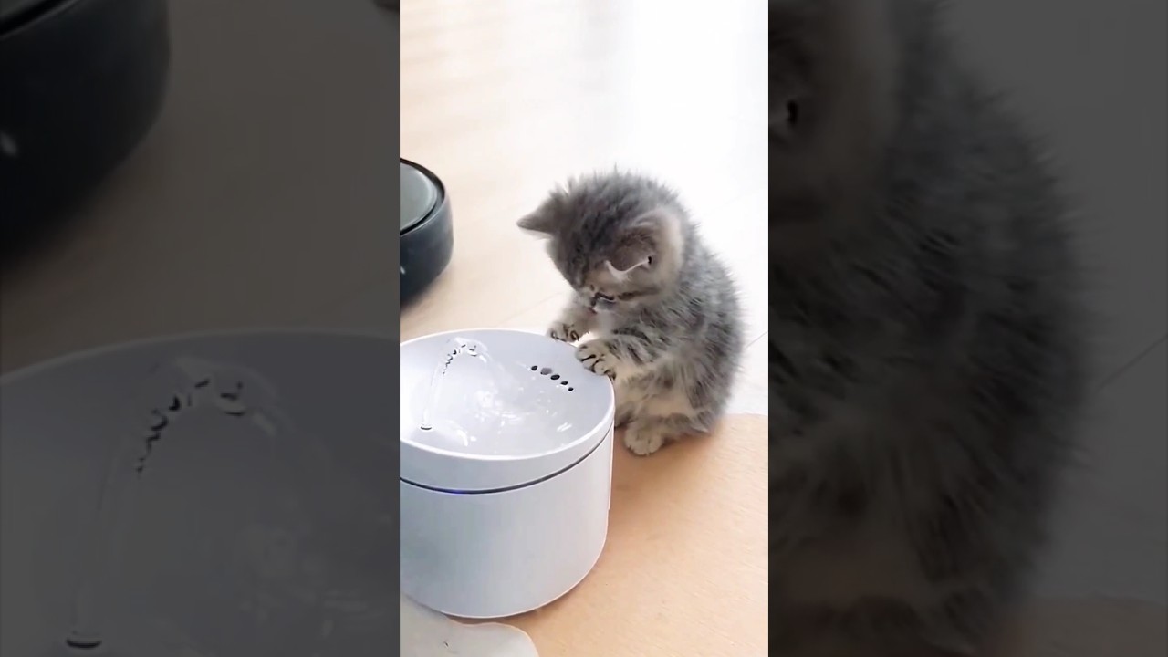 Cute Cat ❤️❤️ Cat Video ❤️#viral #cat #ytshorts