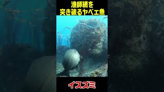 漁師の網を突き破るヤベェ魚