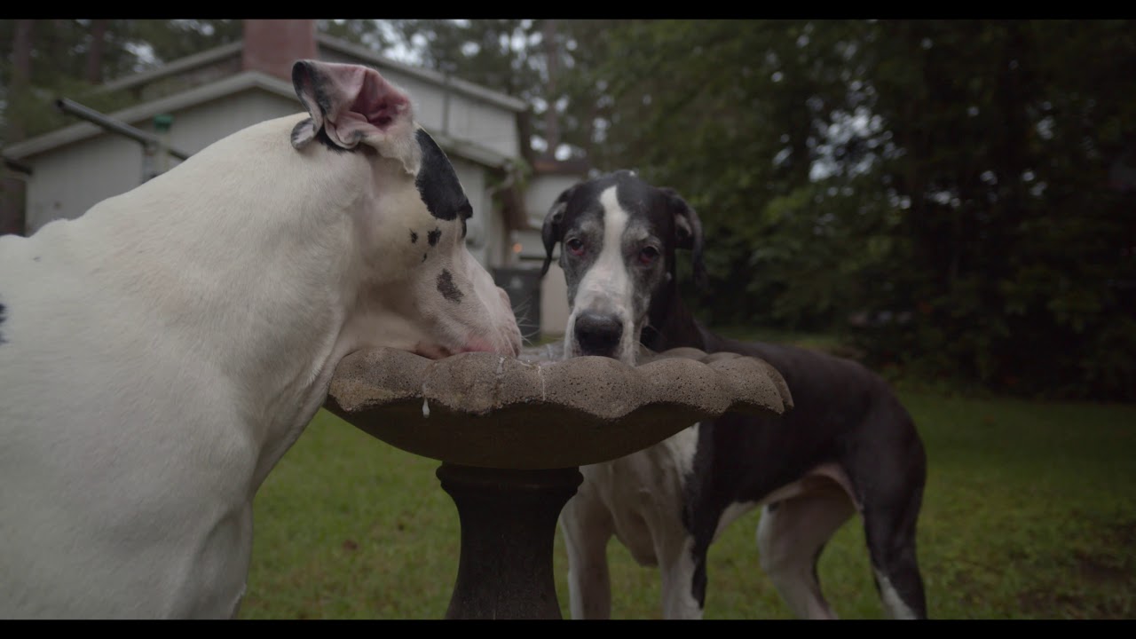 A Dog Day - Meike 16mm T/2.2 Cine, Moza Air 2, BMPCC4k