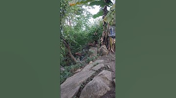 gà rừng tơ ăn xong nàng dại ráp.qaib qus noj tag nyob roog ntws ntawm tej