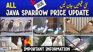 java sparrow new price 2026 | fawn java price update | java latest price update 2026 | finch price
