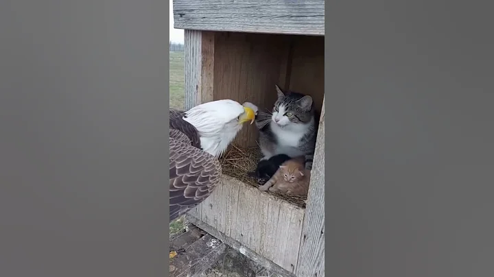 Video 11668221: cat kitten, cute cat wildlife