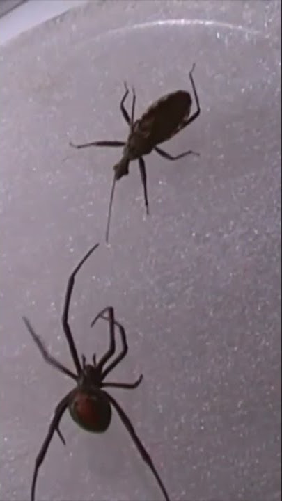 Redback spider vs Assassins Bug Insect fight