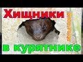 Хищники в курятнике - хорек, крыса, мыши, ласка