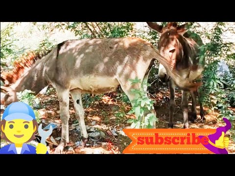Donkey Life Style Animals