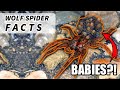 Wolf Spider Facts: the size of a TARANTULA 🕷️ | Animal Fact Files