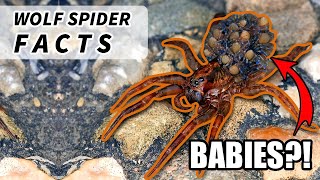 Wolf Spider Facts: the size of a TARANTULA 🕷️ | Animal Fact Files