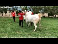 Loading Heavy Classic Dhani Bull Jori SOLD || Gulf Cattle Farm Collection 2020 House Of Dhani Bulls
