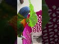#birds #lorikeet #foodie #spinach #healthylifestyle #nature #trending #trends #love #english