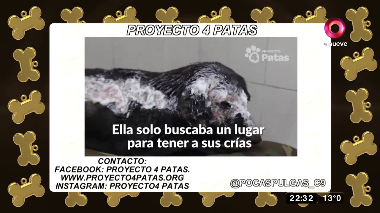 Pocas Pulgas: adoptá un galgo en la Argentina camera iphone 8 plus apk