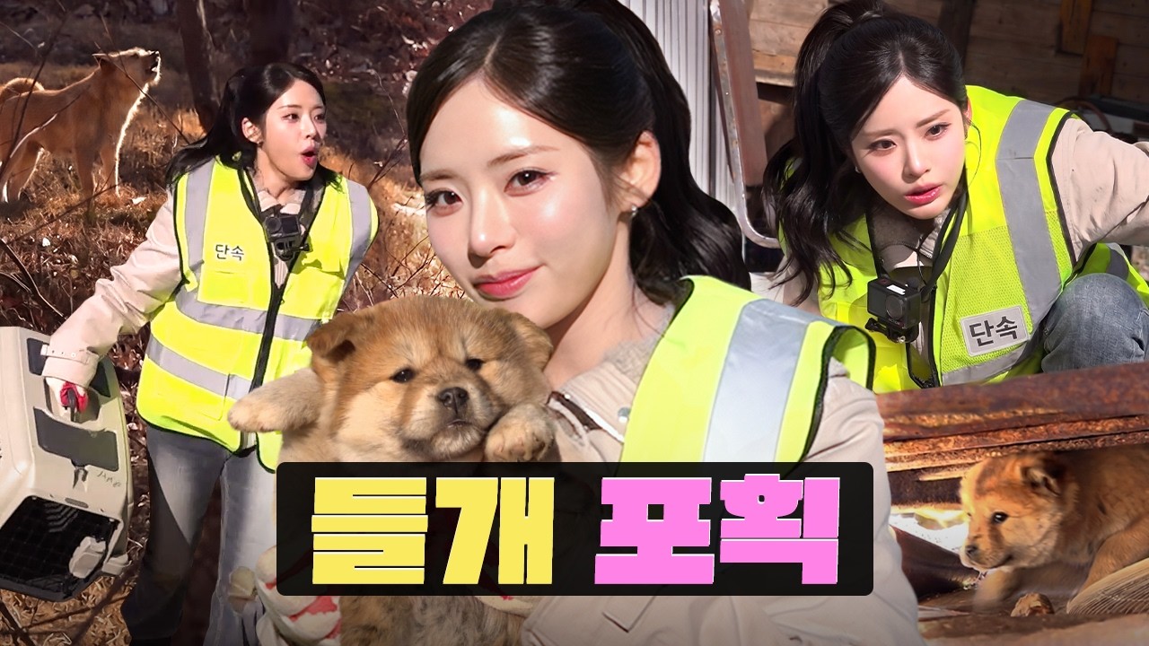 🐶같이 일한대서 진짜 개 잡으러 감 (feat. 차세대 충주맨) | 들개잡이 알바 | 워크돌 | 프로미스나인 지원